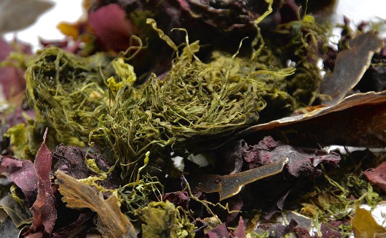 Algues marines riches en nutriments pour une santé optimale