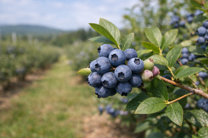 Myrtilles mûres sur branche dans un champ, riches en antioxydants naturels